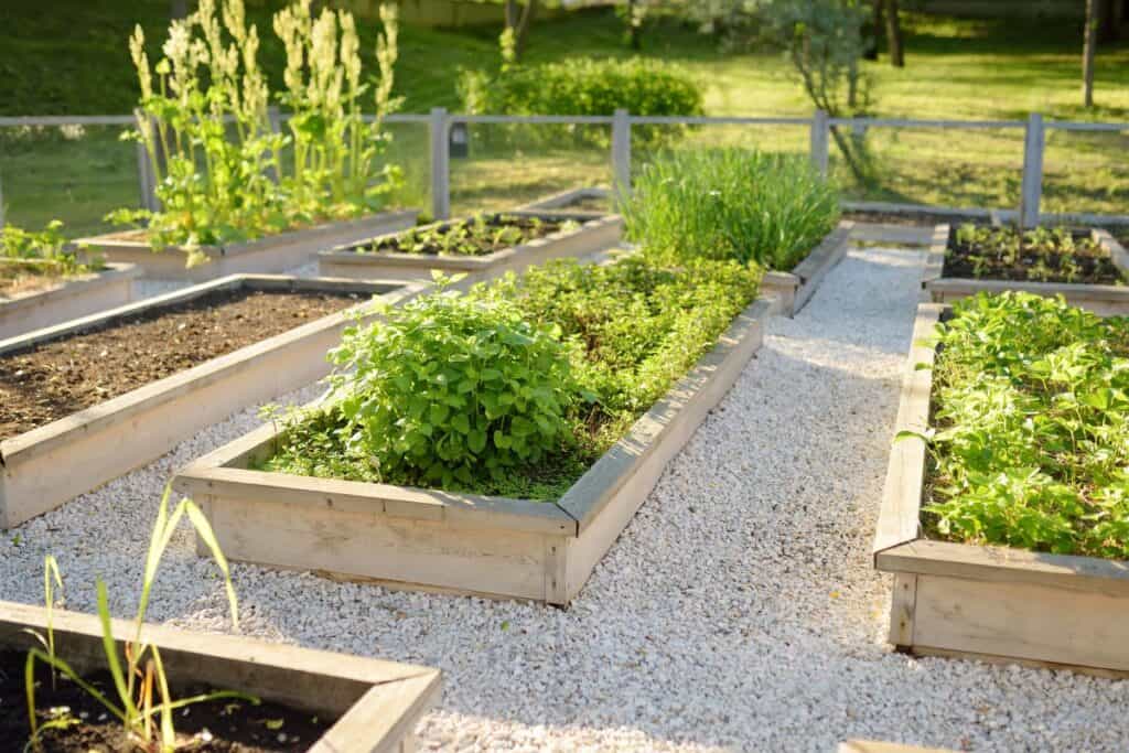A well-maintained vegetable garden with raised wooden beds filled with lush green plants and herbs, set in a sunny outdoor space with a gravel pathway.